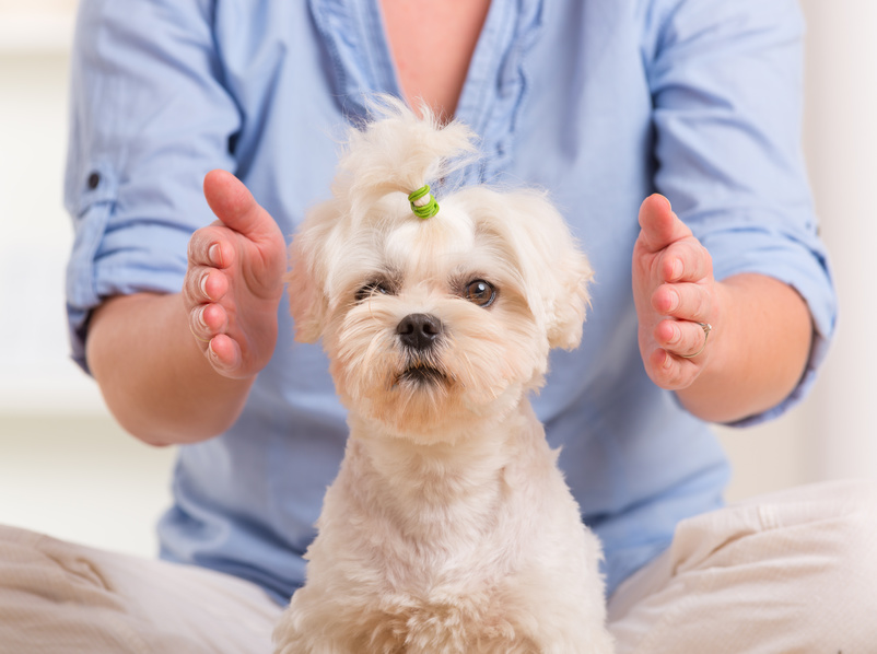 Practicing reiki therapy, energy medicine in Kelowna, Canada Practicing reiki therapy, energy medicine in Kelowna, Canada